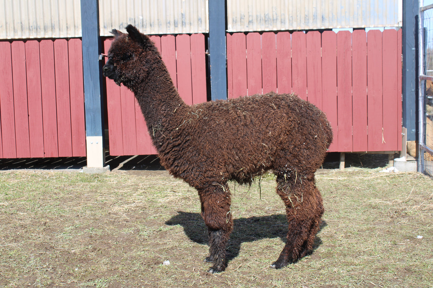 alpaga Noble Aunyx du DNA