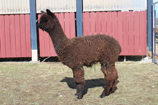 alpaga Noble Aunyx du DNA