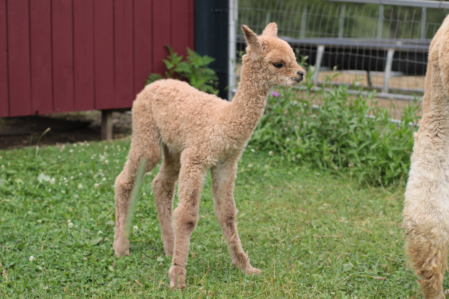 alpaga Noble Ayros du DNA