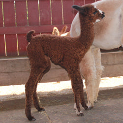 El Señor Adorable du DNA