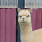 DNA's Miss Andean Sunrise