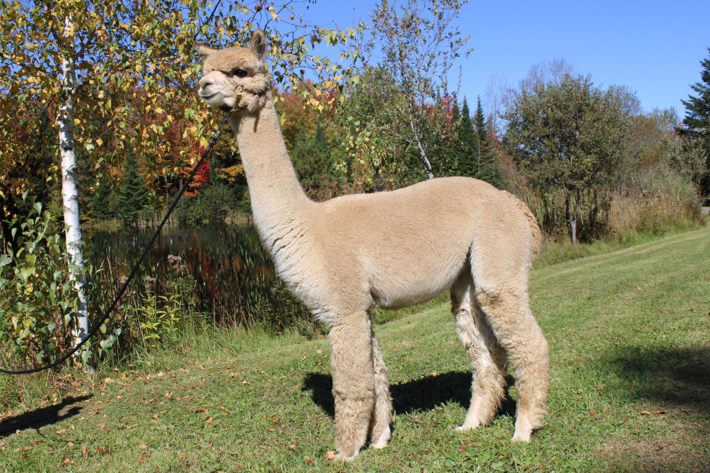 Miss Andean Sunrise du DNA