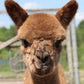 DNA's Noble Amilton